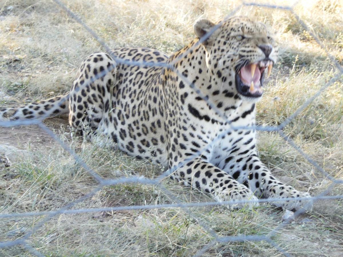 Aloegrove Safari Lodge Otjiwarongo Εξωτερικό φωτογραφία