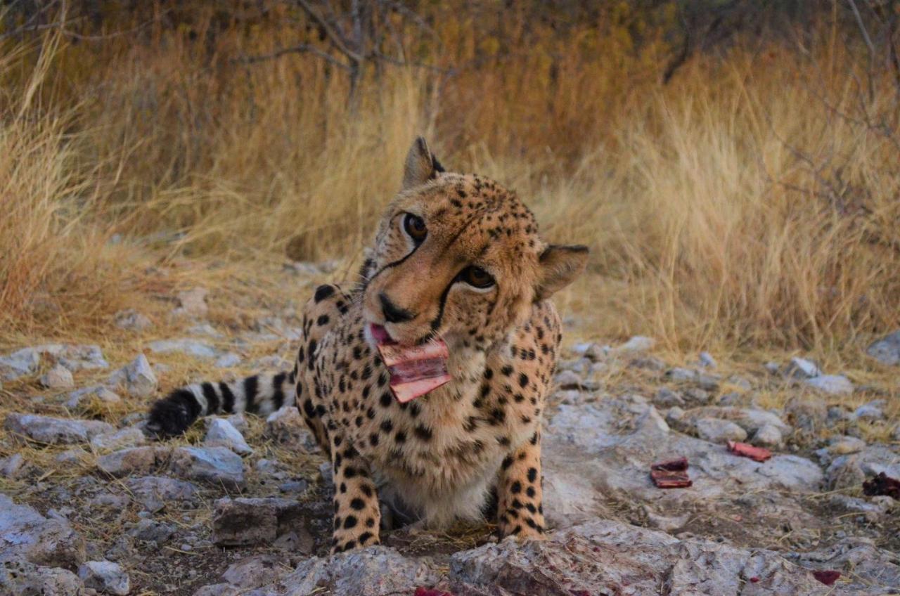 Aloegrove Safari Lodge Otjiwarongo Εξωτερικό φωτογραφία