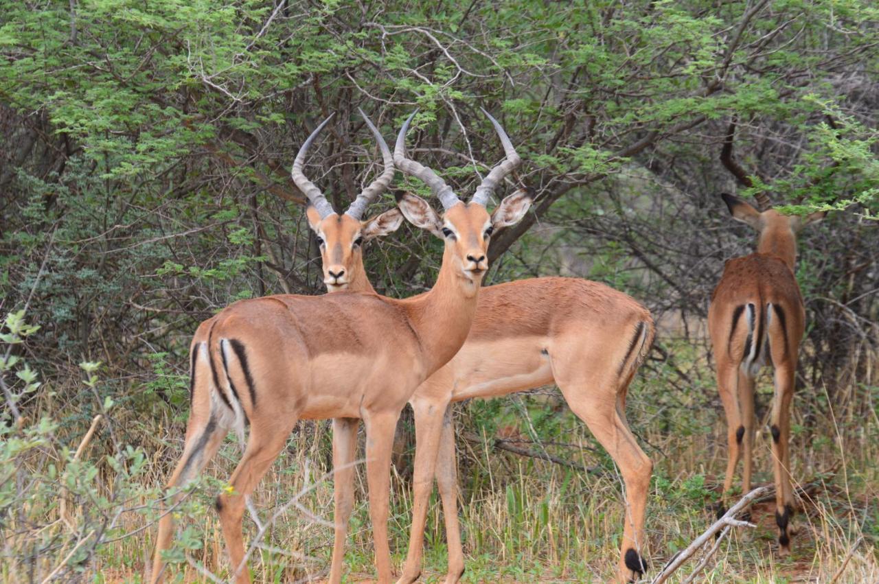 Aloegrove Safari Lodge Otjiwarongo Εξωτερικό φωτογραφία