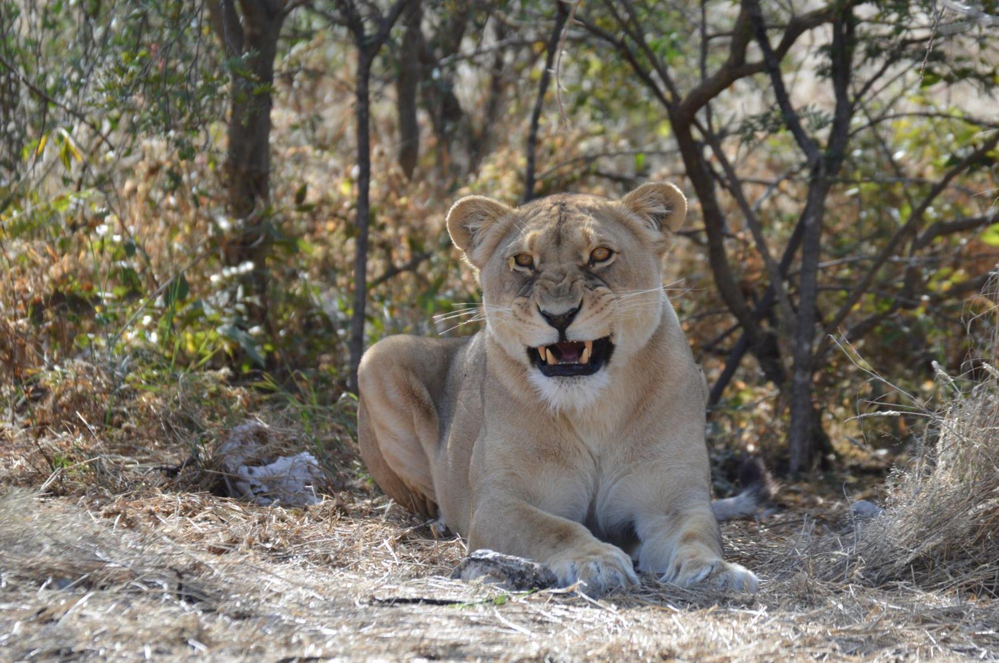 Aloegrove Safari Lodge Otjiwarongo Εξωτερικό φωτογραφία