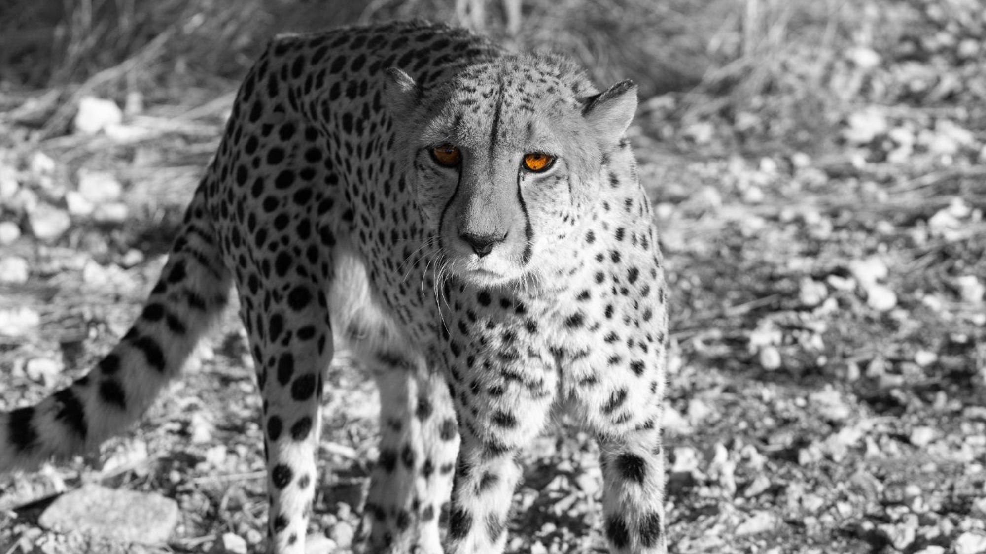 Aloegrove Safari Lodge Otjiwarongo Εξωτερικό φωτογραφία