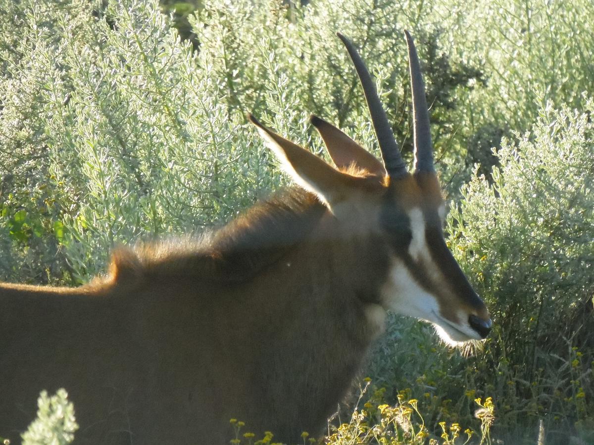 Aloegrove Safari Lodge Otjiwarongo Εξωτερικό φωτογραφία