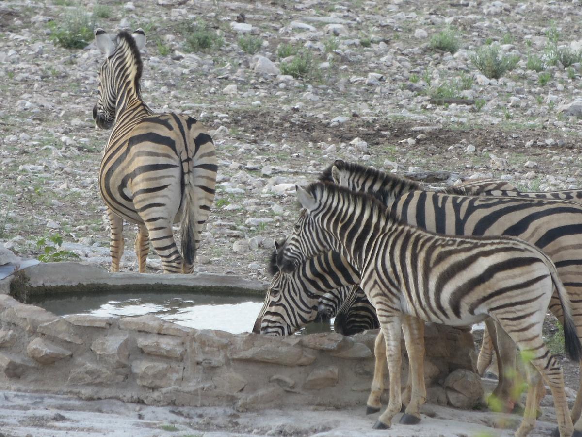 Aloegrove Safari Lodge Otjiwarongo Εξωτερικό φωτογραφία