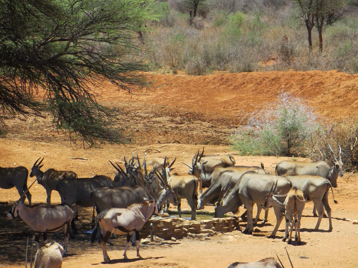 Aloegrove Safari Lodge Otjiwarongo Εξωτερικό φωτογραφία