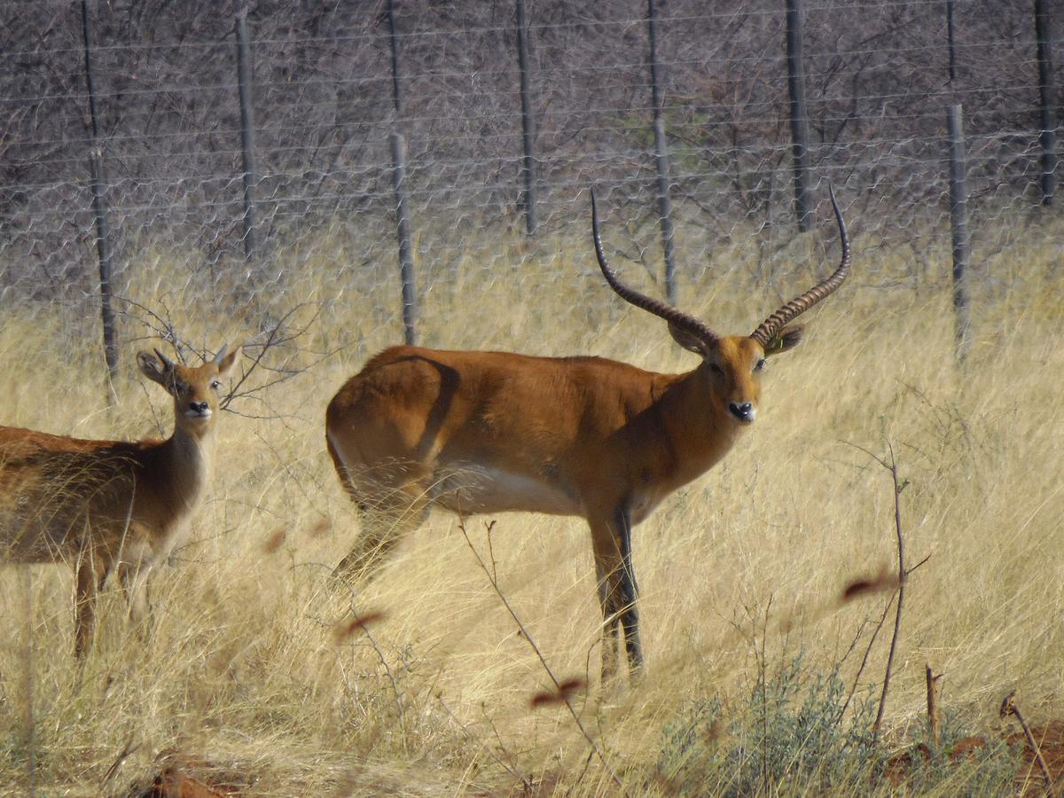 Aloegrove Safari Lodge Otjiwarongo Εξωτερικό φωτογραφία