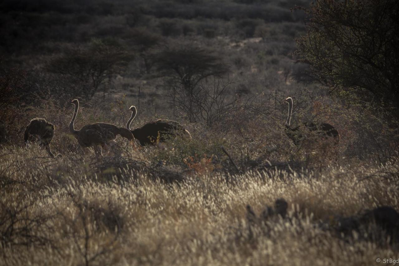 Aloegrove Safari Lodge Otjiwarongo Εξωτερικό φωτογραφία