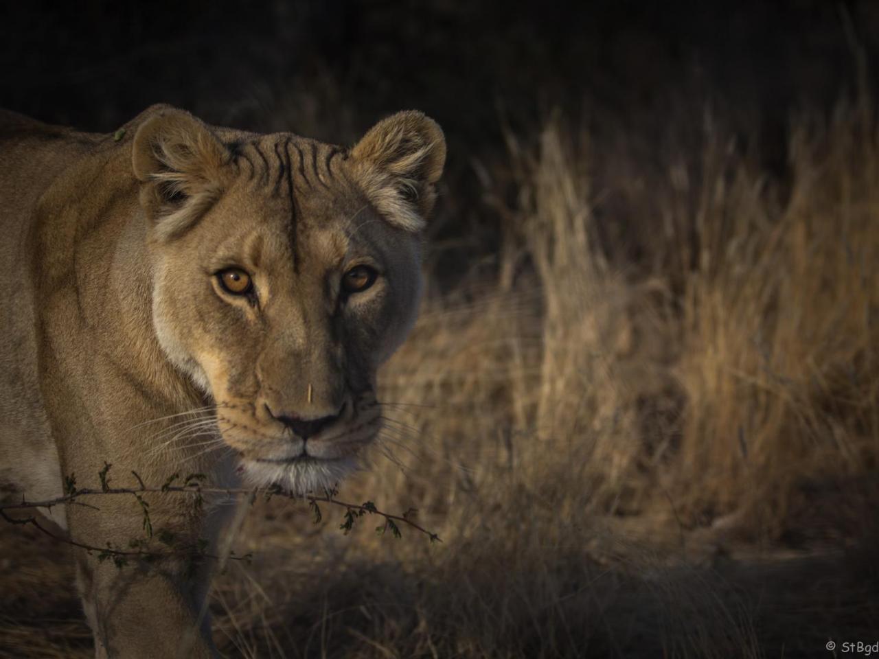 Aloegrove Safari Lodge Otjiwarongo Εξωτερικό φωτογραφία